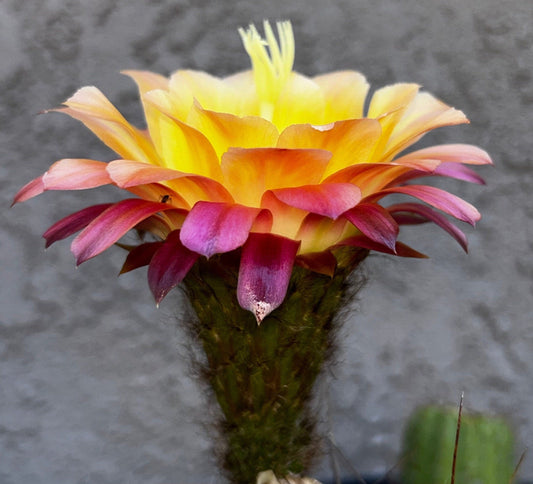 Cactus Chronicles: A Spiky Adventure in Plant Parenthood
