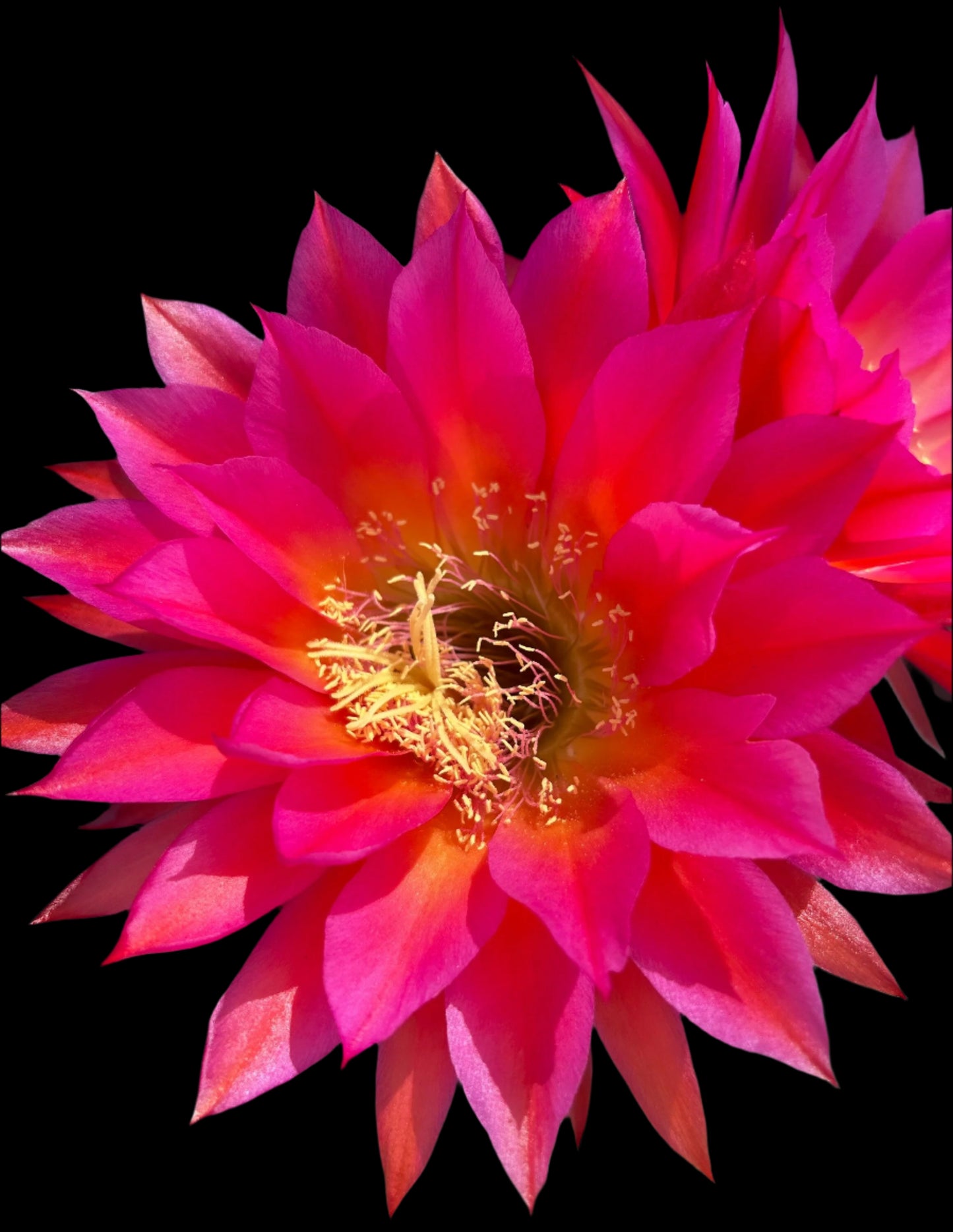 NEW, Trichocereus Hybrid 'CHERRY WINE' Blooming Cactus Plant