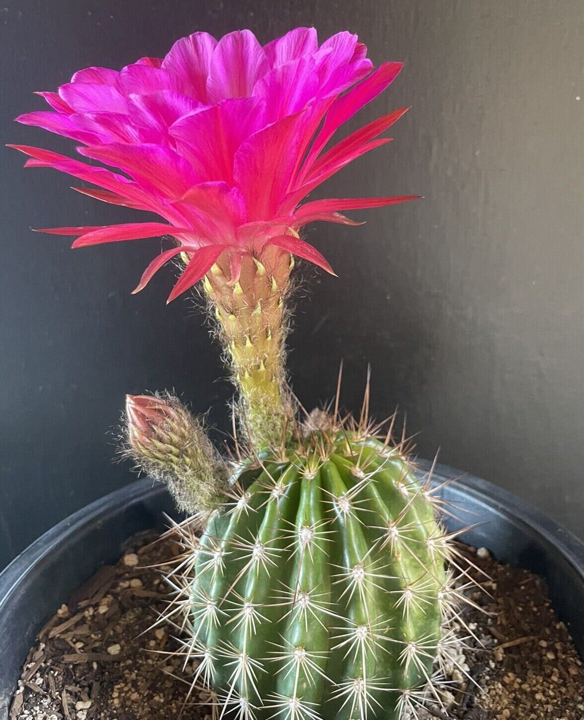 TRICHOCEREUS HYBRID 'MAXIMILLIAN' Blooming Cactus Plant