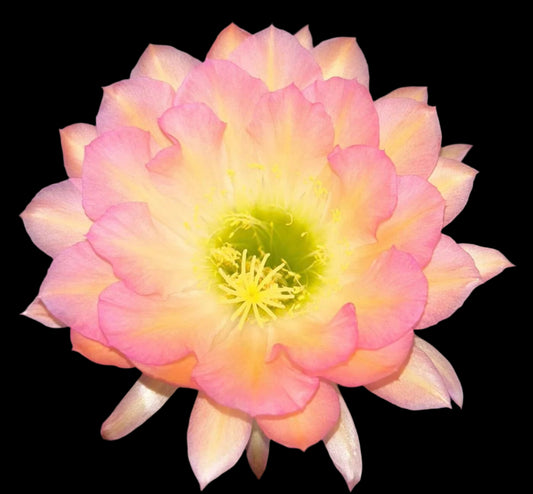 New Offering TRICHOCEREUS HYBRID 'STRAWBERRY CHEESECAKE' Blooming Cactus Plant