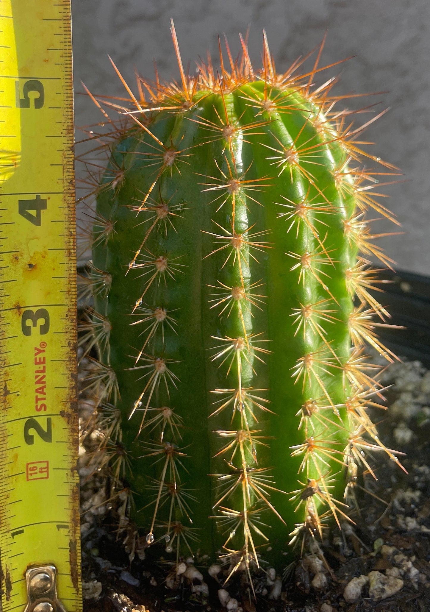 TRICHOCEREUS HYBRID 'MAXIMILLIAN' Blooming Cactus Plant