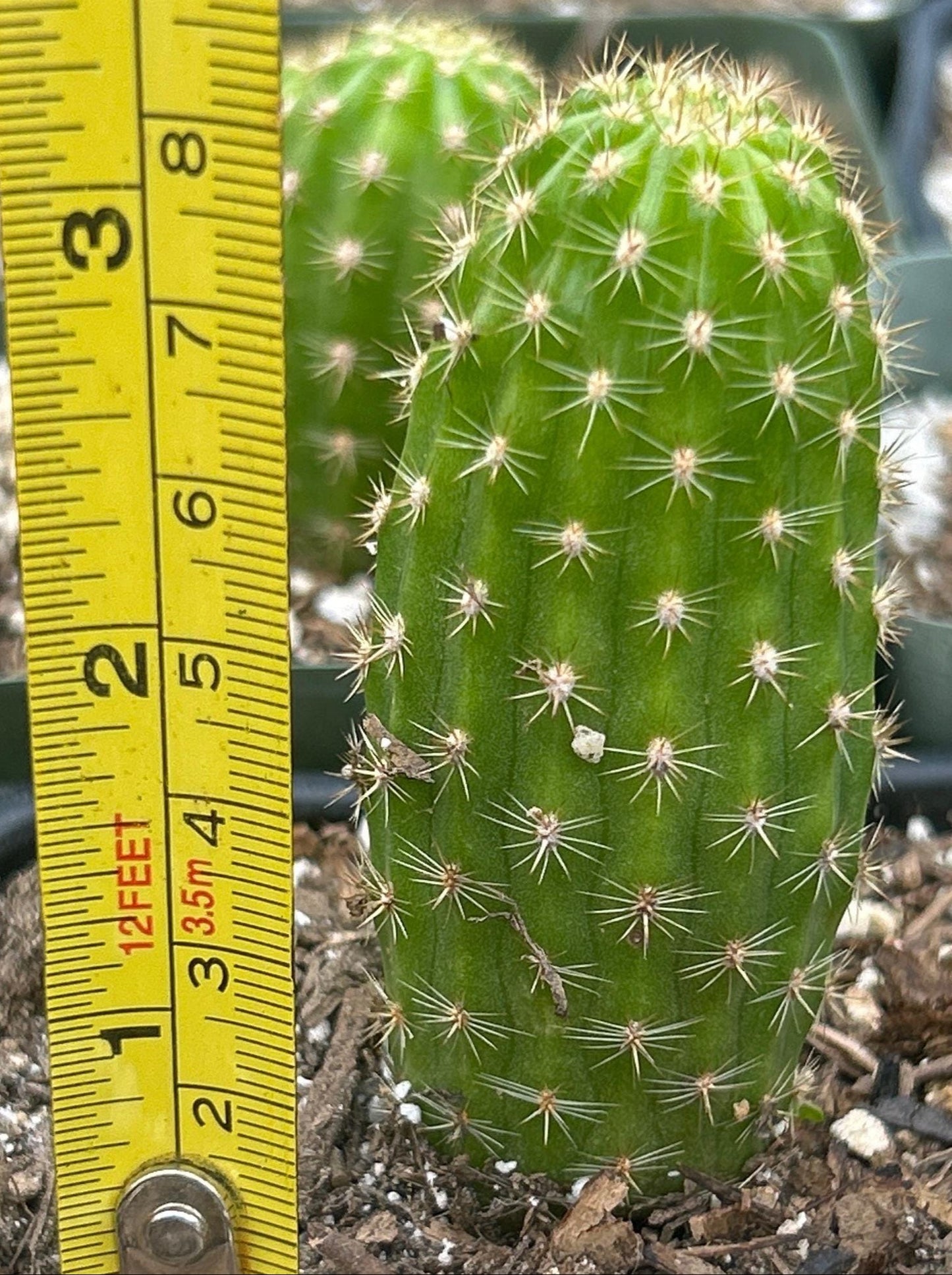 TRICHOCEREUS HYBRID SUPER APRICOT Plant