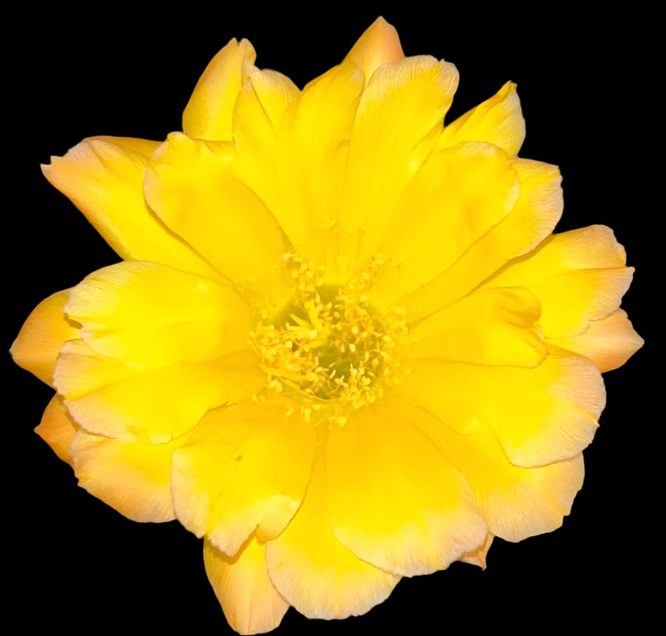 ECHINOPSIS HYBRID 'O PARADISO' Blooming Cactus Plant