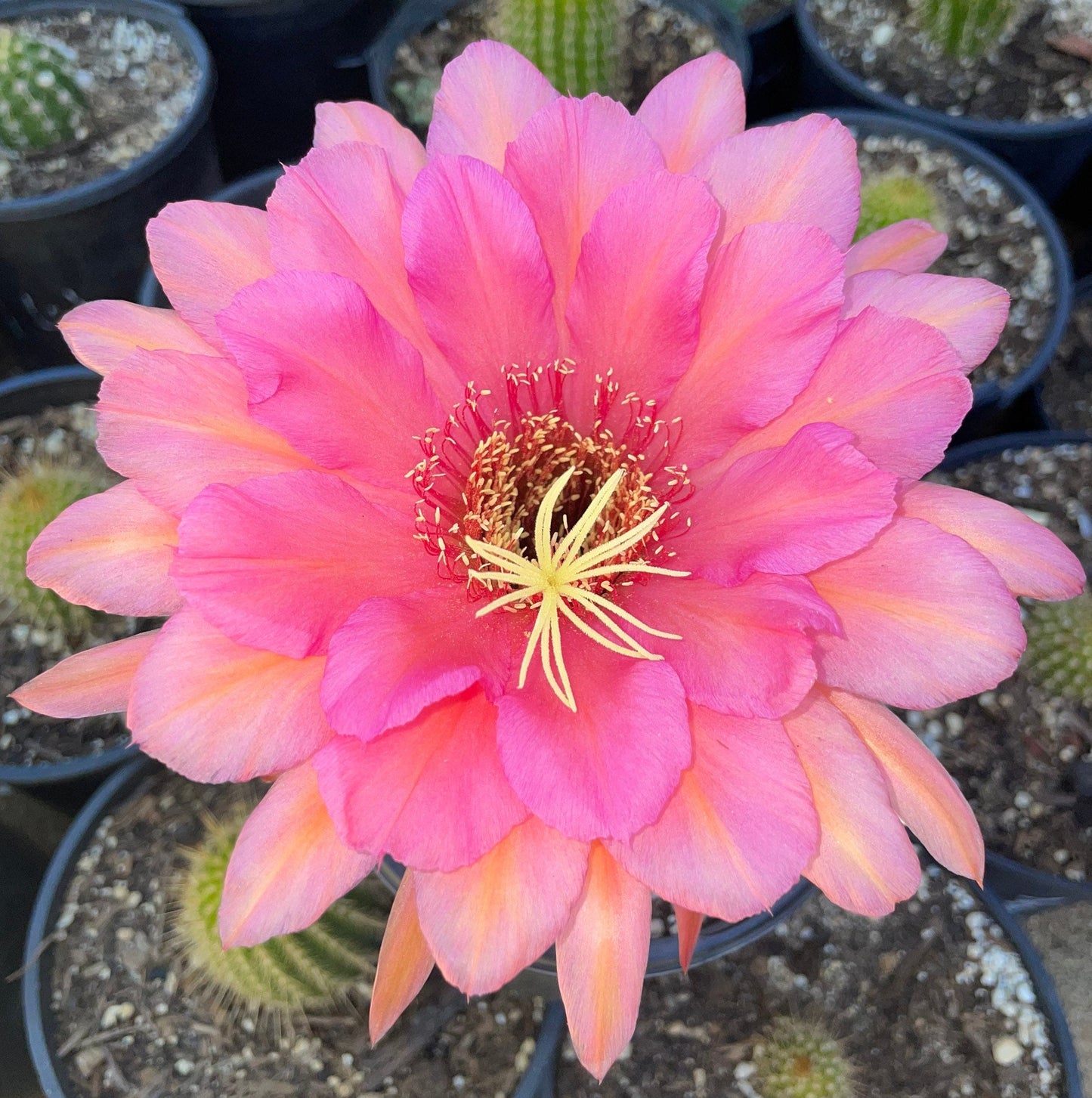 TRICHOCEREUS HYBRID 'SWEET ALOHA' Blooming Cactus Plant