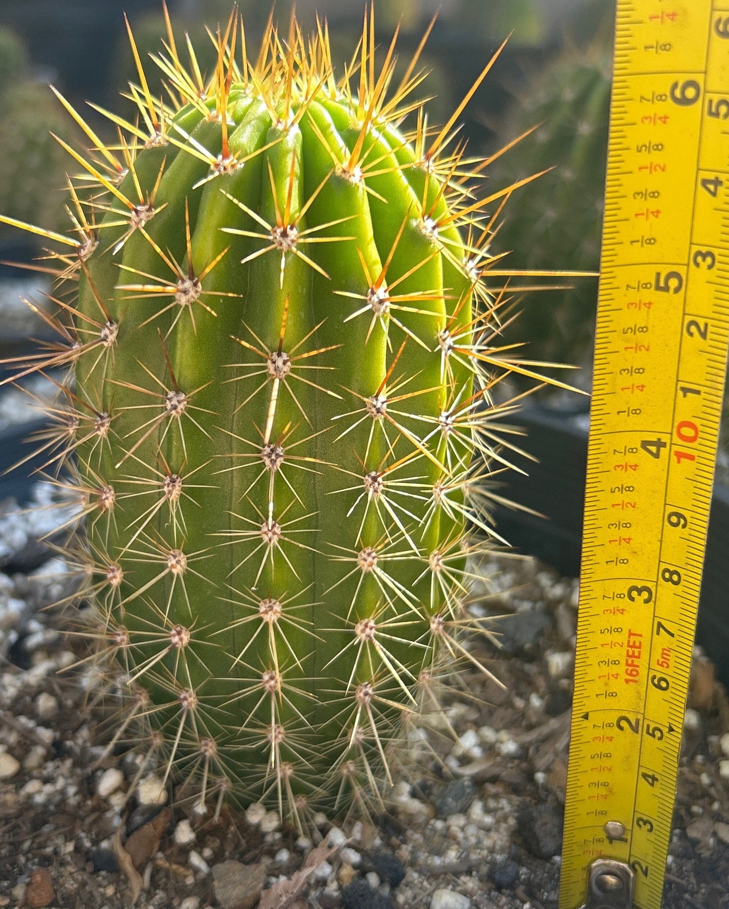 Budding ECHINOPSIS 'DIEHLS HYRBID' Blooming Cactus Plant