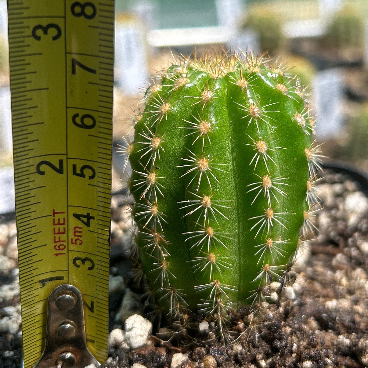 Rare TRICHOCEREUS HYBRID 'MALIBU' Blooming Cactus Plant