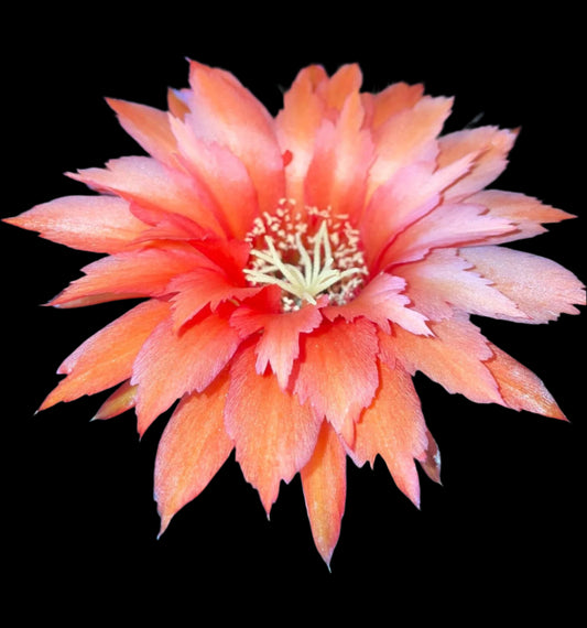 TRICHOCEREUS HYBRID 'SUPER ORANGE' Blooming Cactus Plant