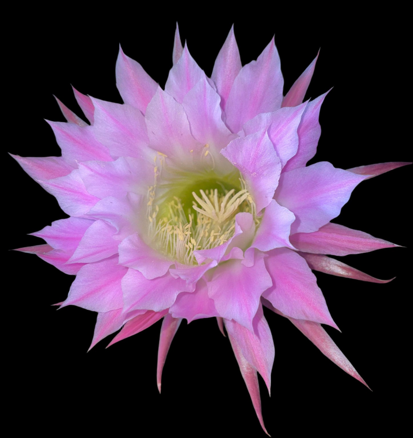 Budding ECHINOPSIS 'DIEHLS HYRBID' Blooming Cactus Plant
