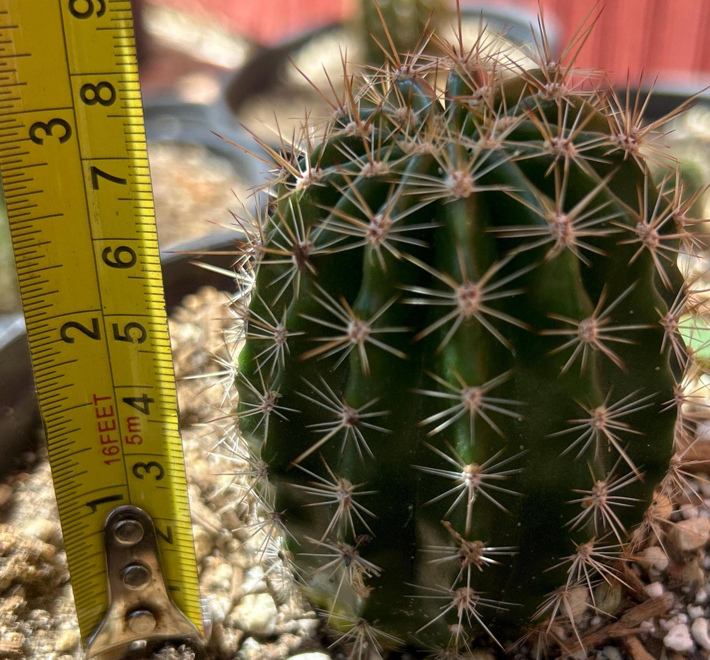 ECHINOPSIS HYBRID 'SORCERESS' Blooming Cactus Plant