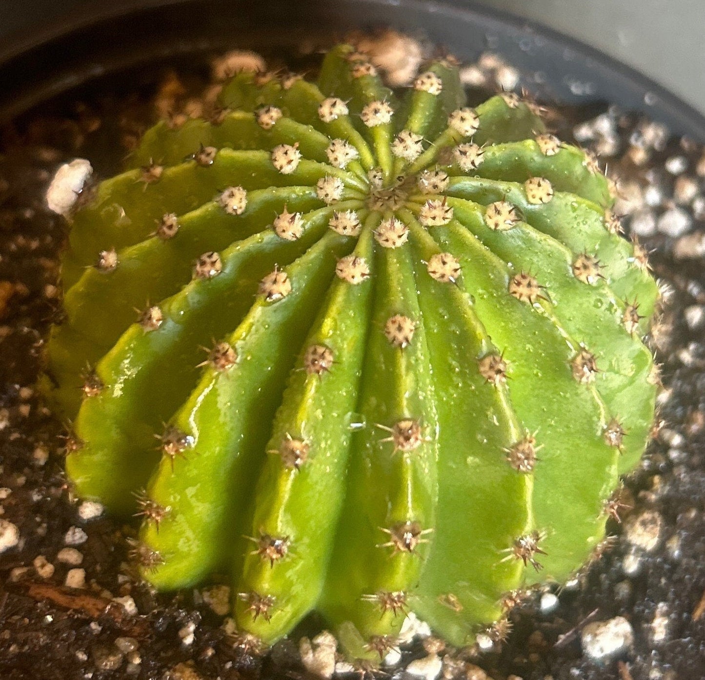 ECHINOPSIS HYBRID 'INTENSIVE' Blooming Cactus Plant