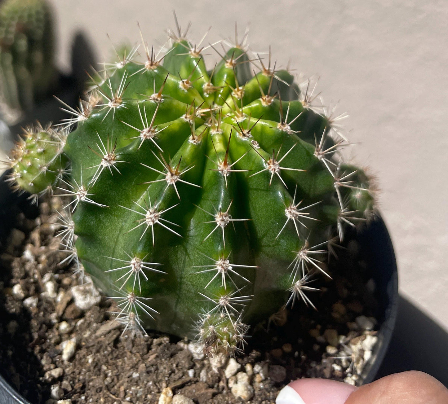 Budding ECHINOPIS HYBRID 'MARIA PIAZZA' Blooming Cactus Plant