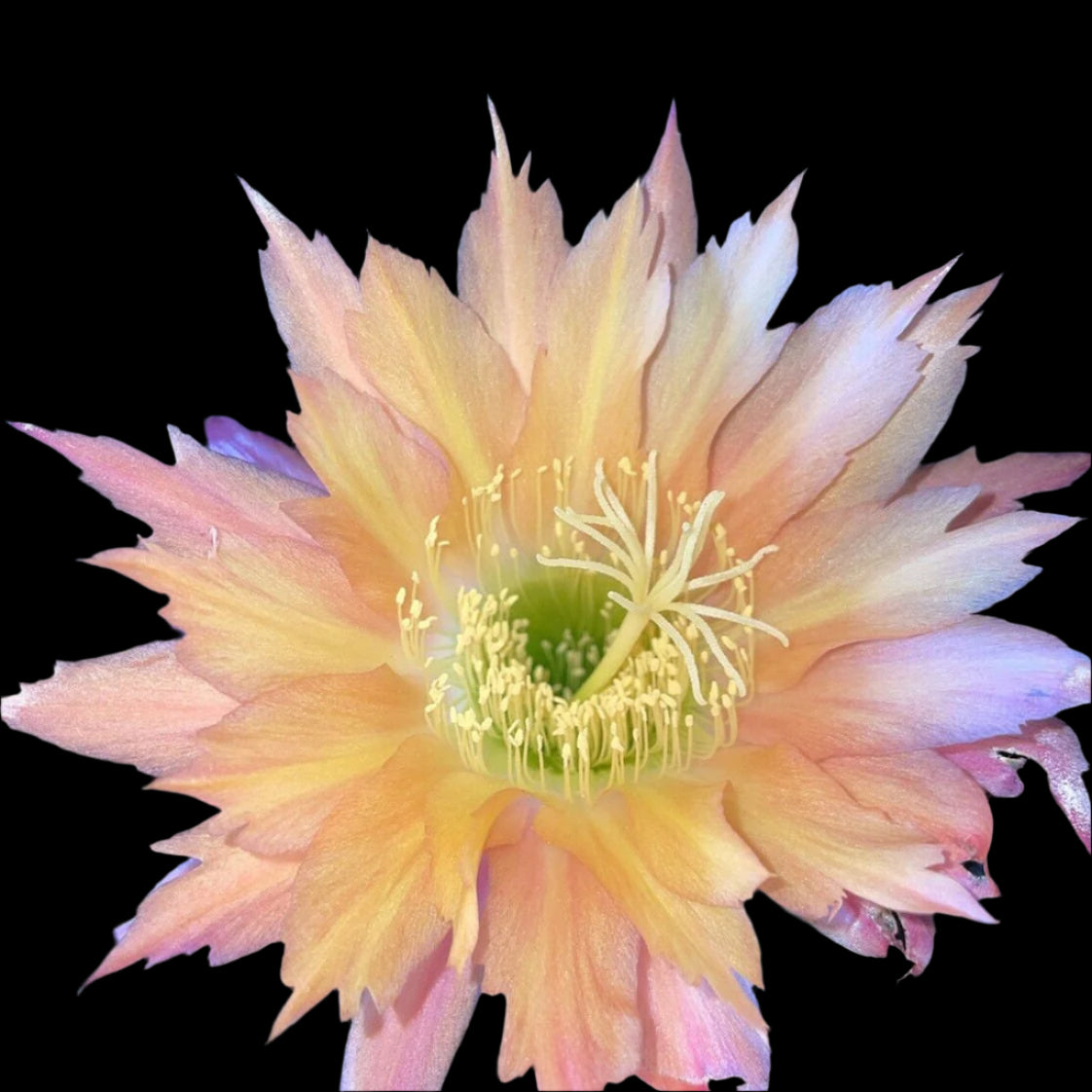 TRICHOCEREUS HYBRID SUPER APRICOT Plant
