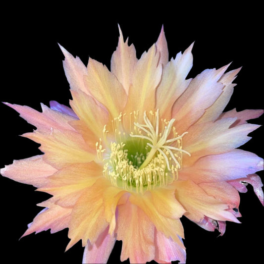 TRICHOCEREUS HYBRID 'SUPER APRICOT' Blooming Cactus Plant