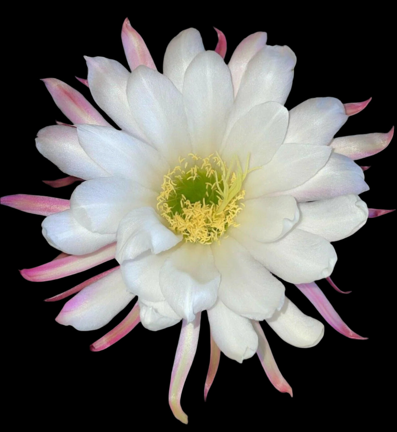 TRICHOCEREUS HYBRID SUN GODDESS/GRANDIFLORA Blooming Cactus Plant