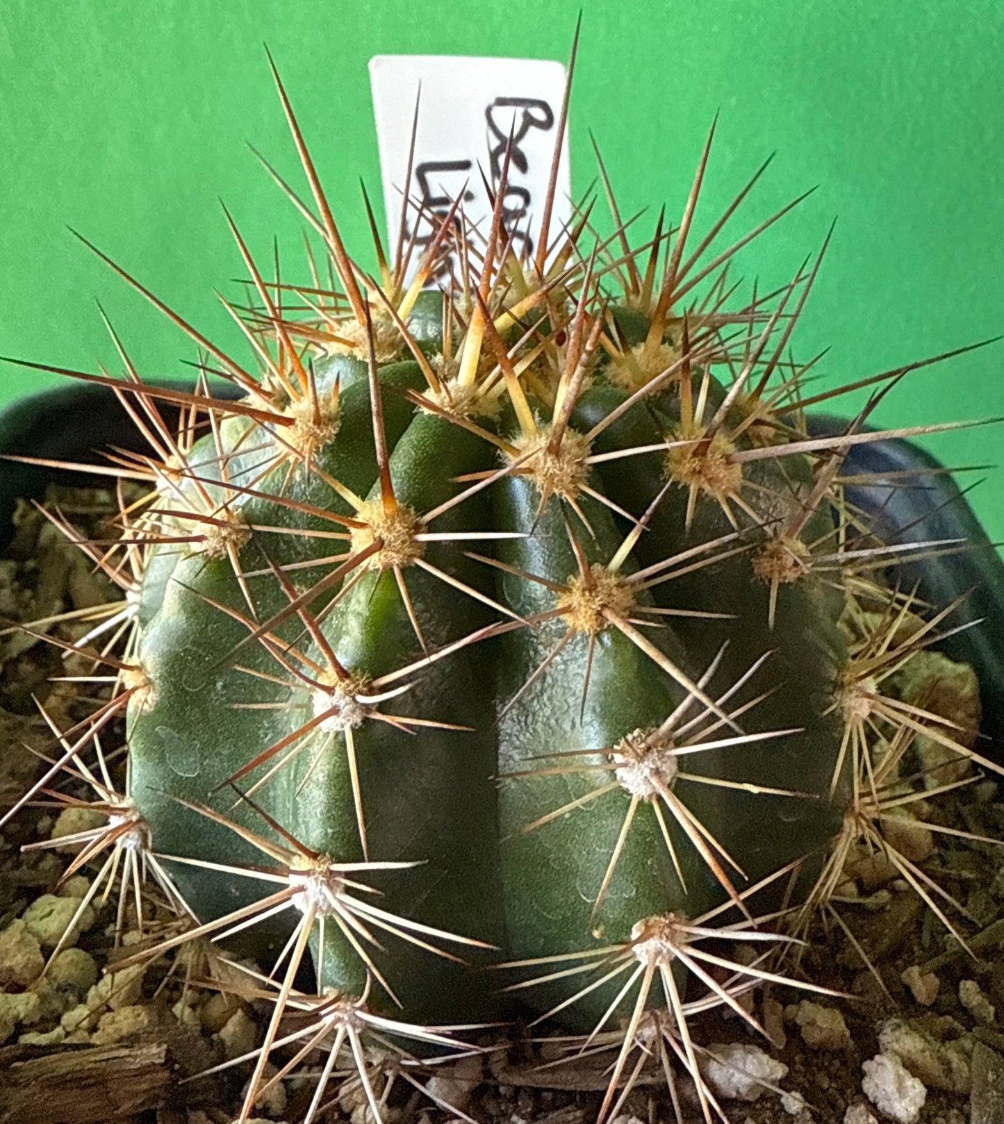 TRICHOCEREUS HYBRID 'LEUCHTFEUER' AKA 'BEACON OF LIGHT' Blooming Cactus Plant