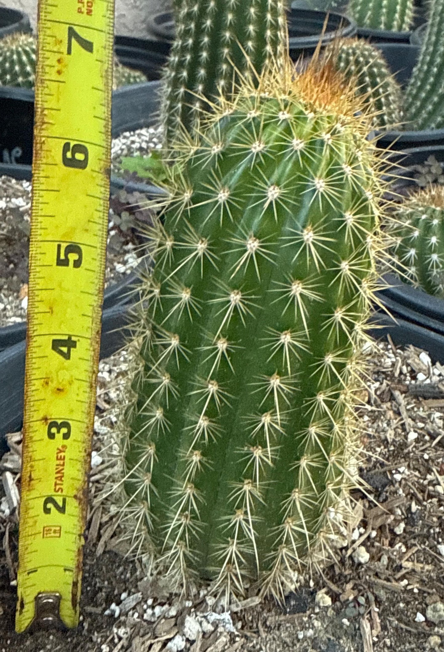 Large TRICHOCEREUS HYBRID MAGIC EYES Plant