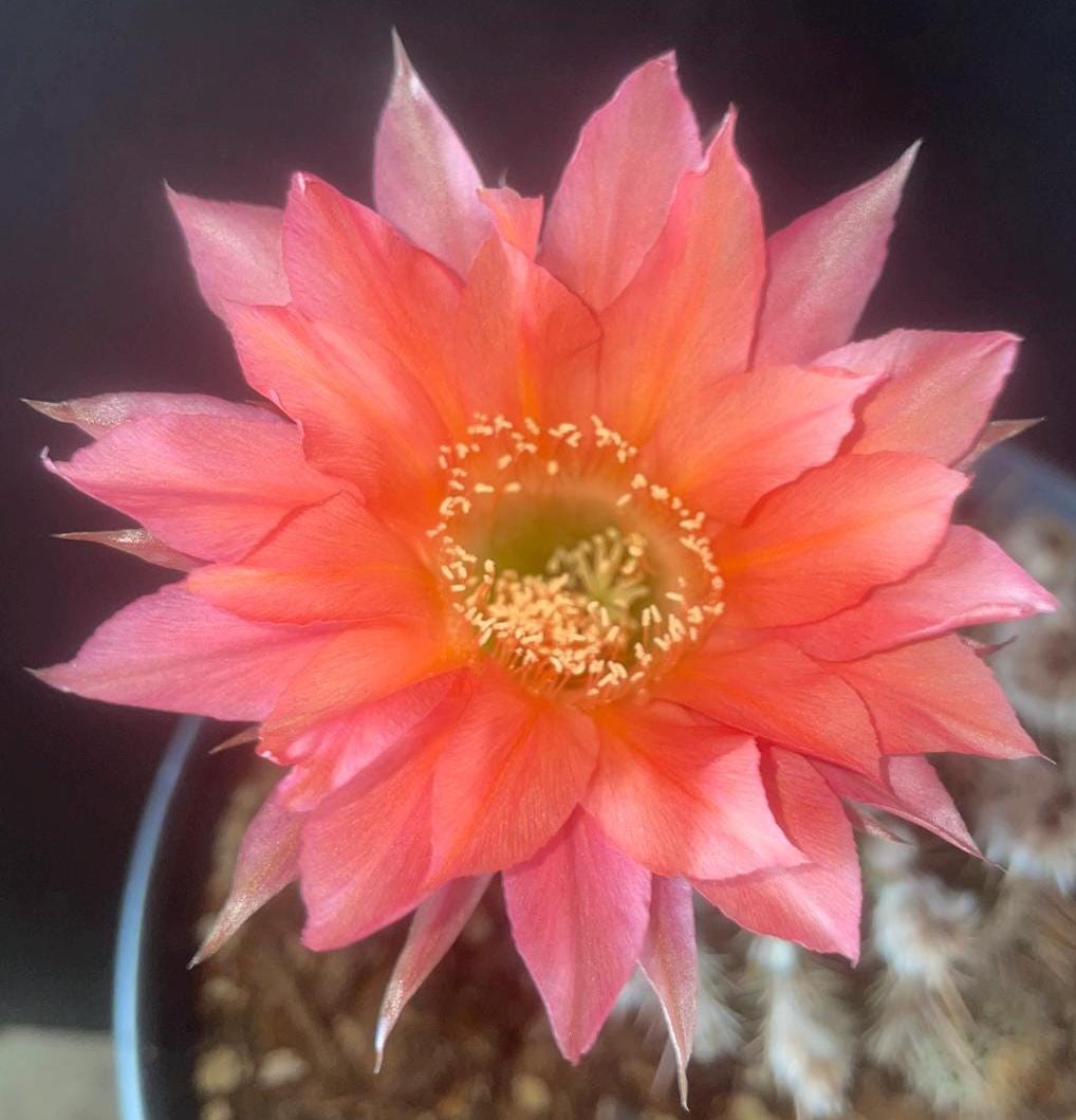 ECHINOPSIS HYBRID 'FLUFFY RUFFLES' Blooming Cactus Plant
