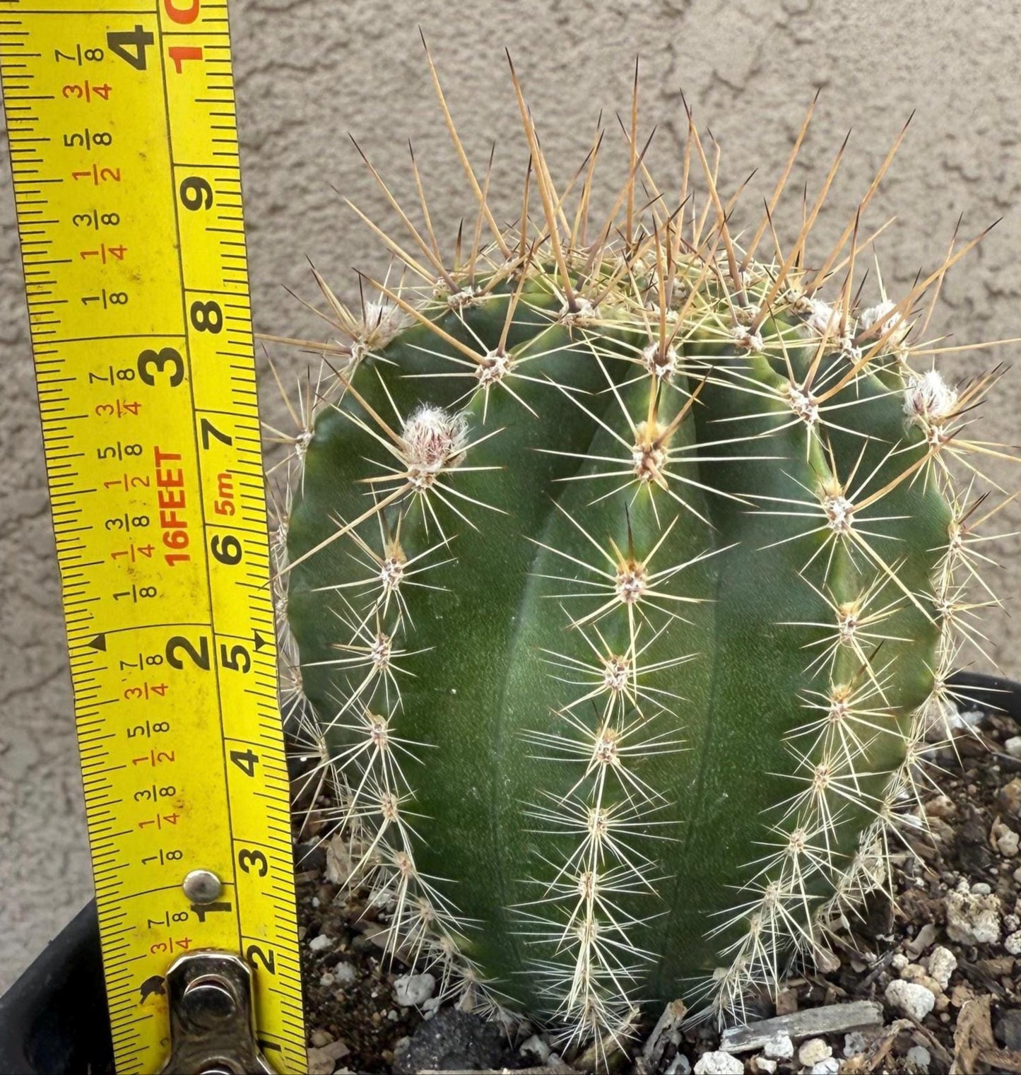 ECHINOPSIS HYBRID 'PINK PARTY CAKE' Blooming Cactus Plant