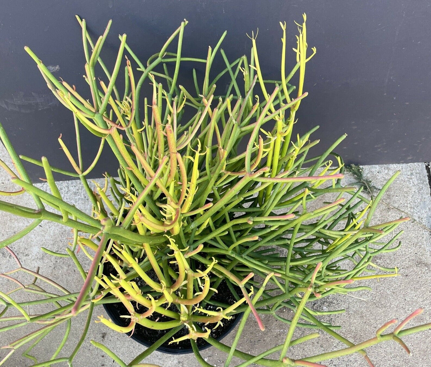 Large Firesticks/Sticks on Fire/Red Pencil Tree /Euphorbia Tirucalli Plants