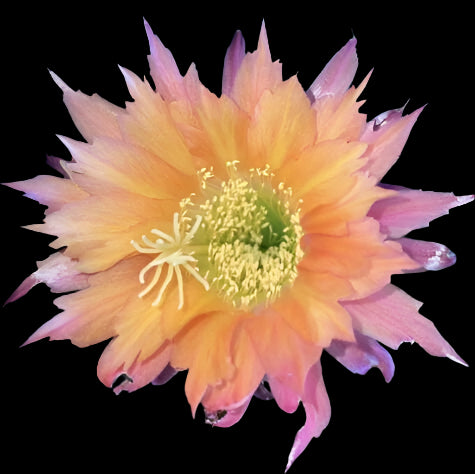 TRICHOCEREUS HYBRID SUPER APRICOT Plant
