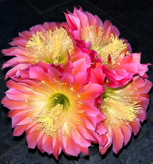 Budding,Extremely Rare TRICHOCEREUS HYBRID 'FLYING SAUCER' Blooming Cactus Plant