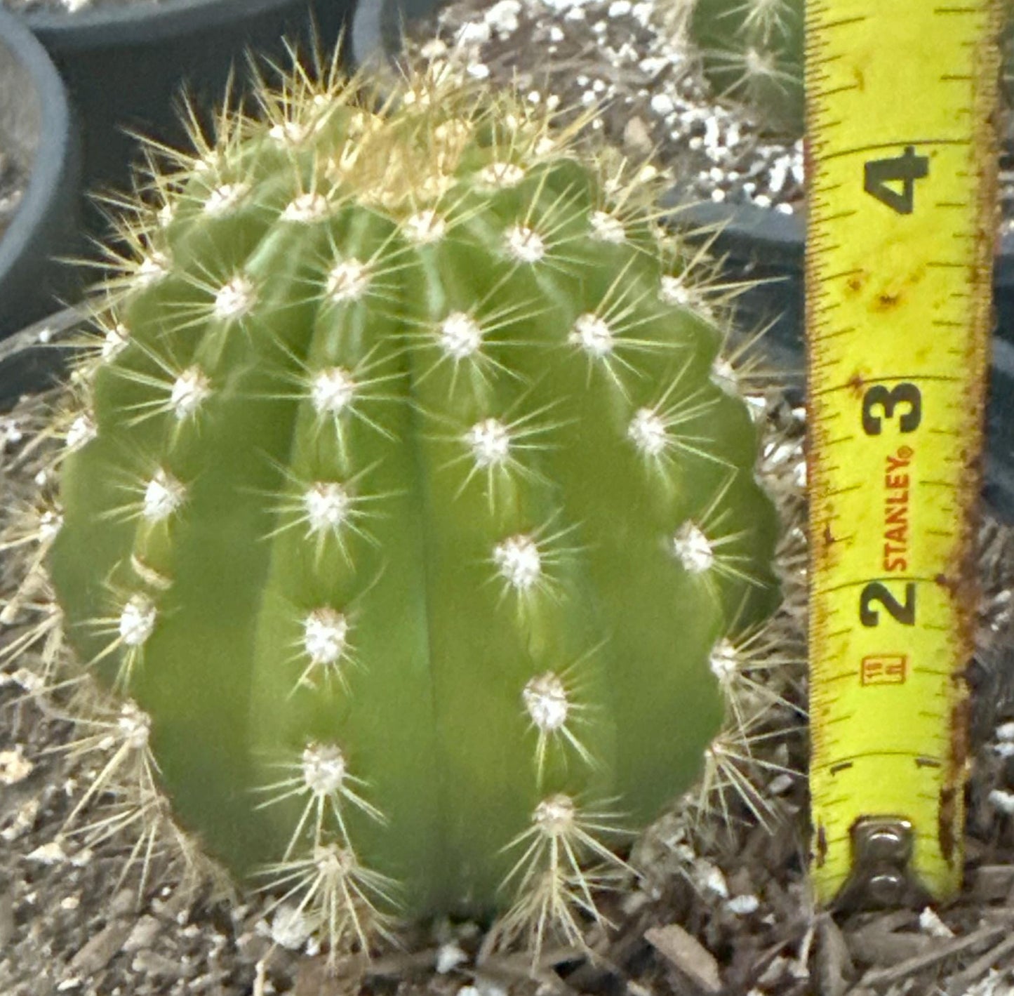 TRICHOCEREUS HYBRID SUN GODDESS/GRANDIFLORA Blooming Cactus Plant