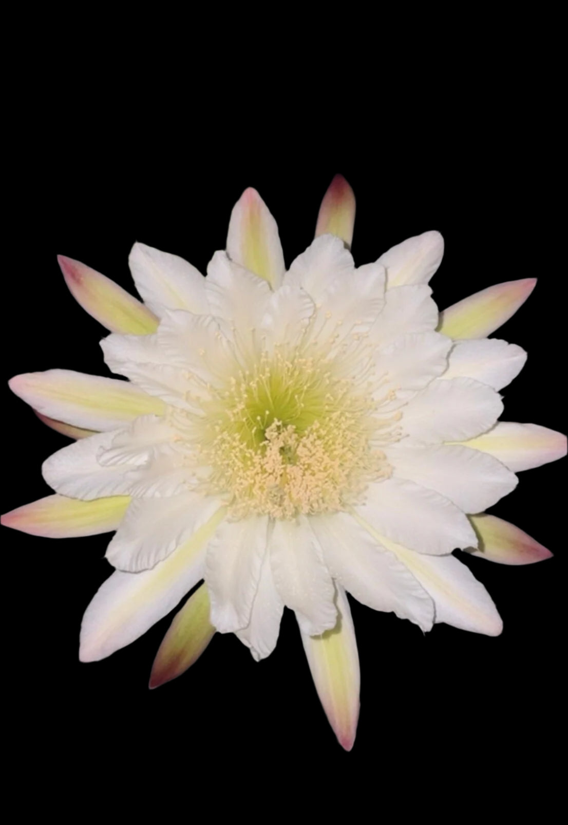 12+'' CEREUS PERUVIANUS APPLE CACTUS Blooming Cactus Plant