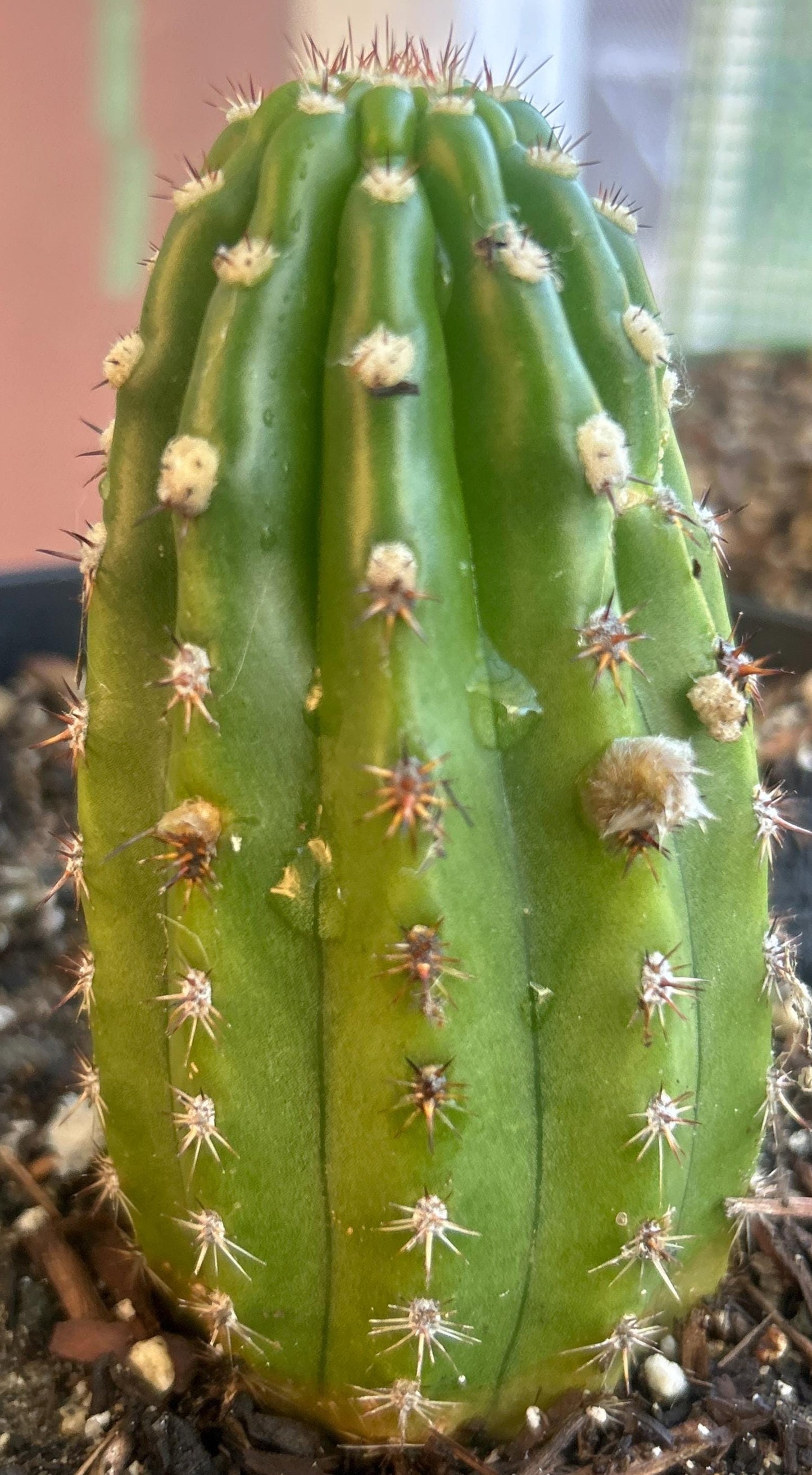 TRICHOCEREUS HYBRID 'BETTY BOOM' Multicolored Blooming Plant
