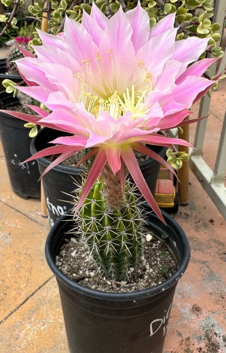 Budding ECHINOPSIS 'DIEHLS HYRBID' Blooming Cactus Plant