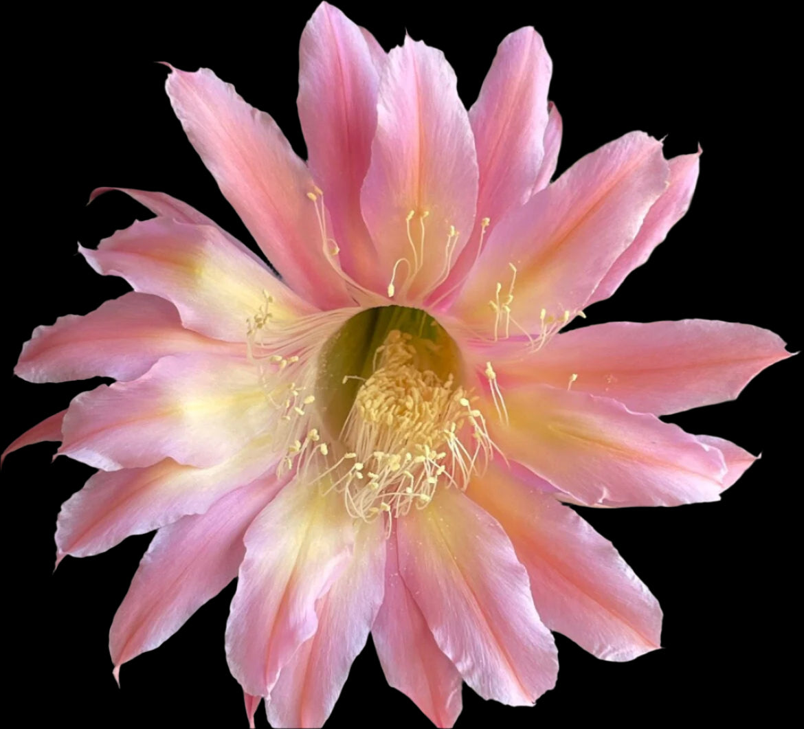 ECHINOPSIS HYBRID 'INTENSIVE' Blooming Cactus Plant
