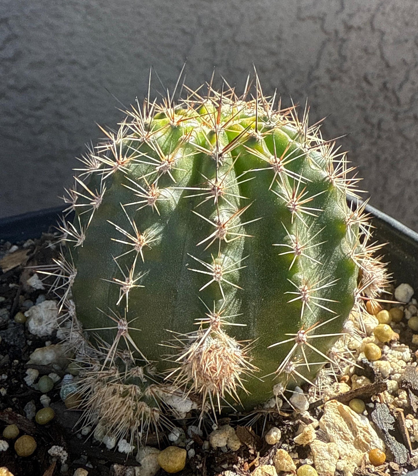 ECHINOPSIS HYBRID 'FLUFFY RUFFLES' Blooming Cactus Plant