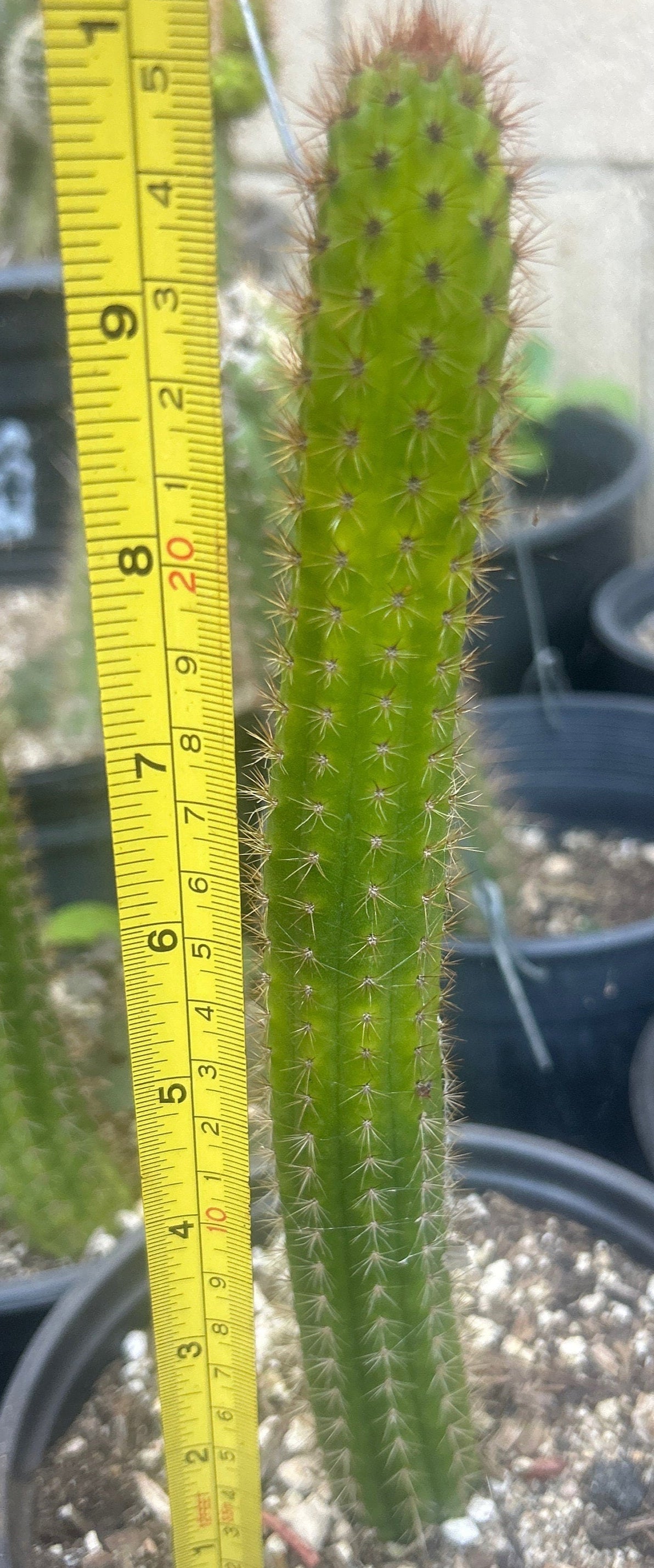 Large,HILDEWINTERA HYRBID 'GOLDSCHUPPE' Blooming Cactus Plant!