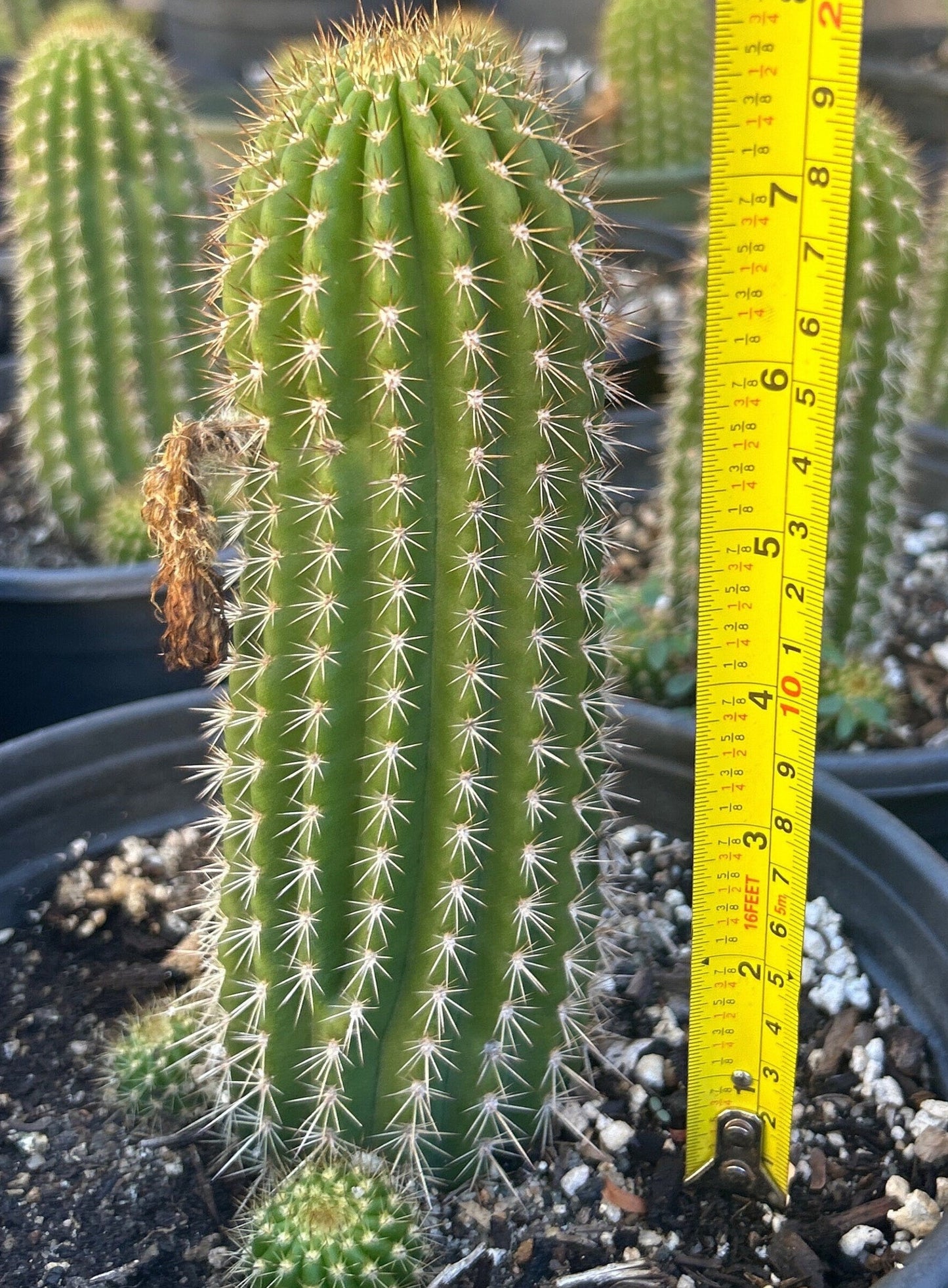 Budding TRICHOCEREUS HYBRID 'FIRE ENGINE RED' Blooming Cactus Plant