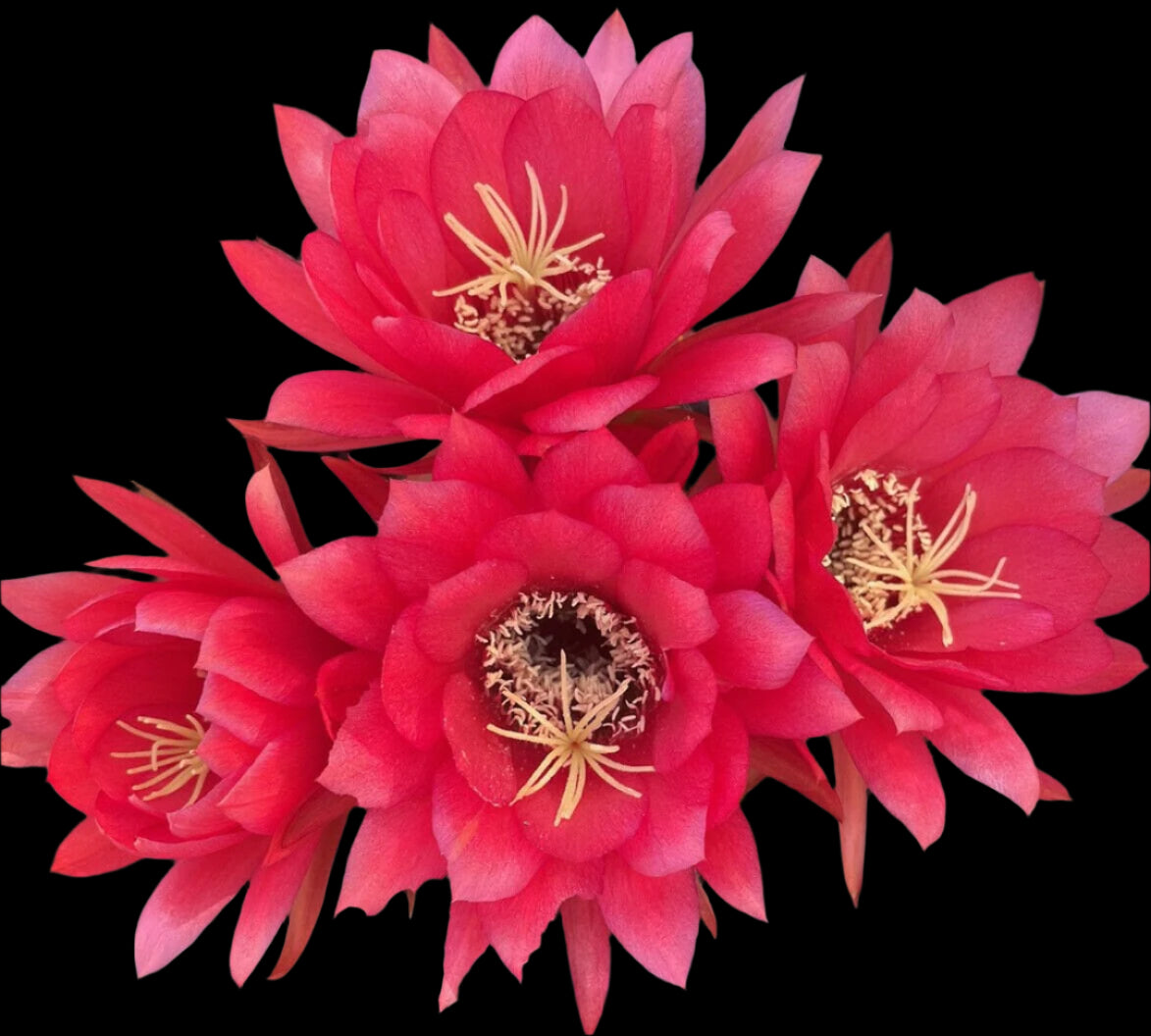 Budding TRICHOCEREUS HYBRID 'FIRE ENGINE RED' Blooming Cactus Plant
