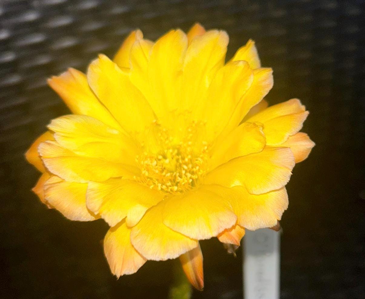 ECHINOPSIS HYBRID 'O PARADISO' Blooming Cactus Plant