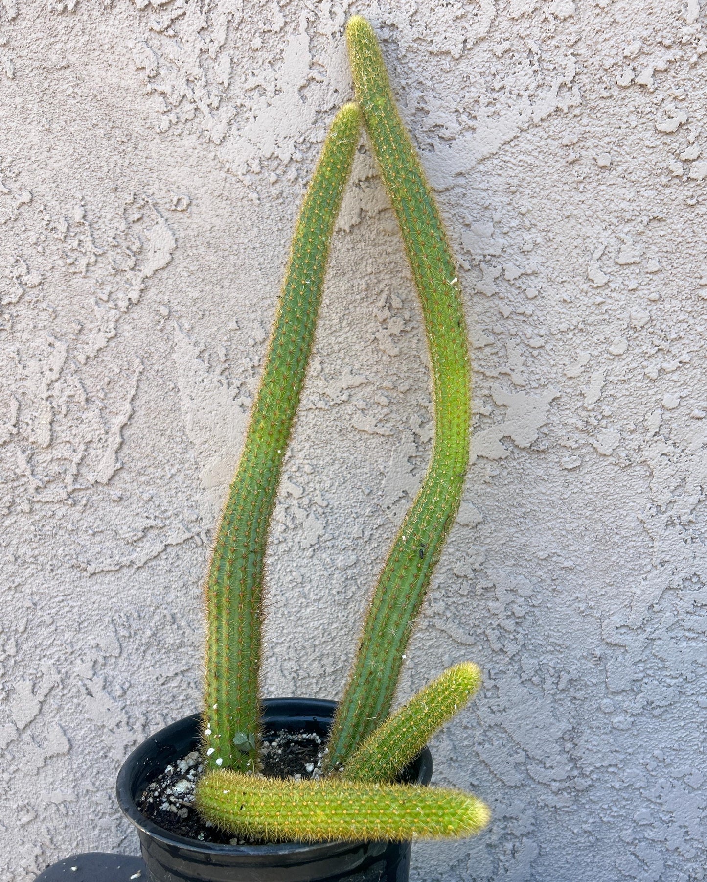 Large HILDEWINERA HYBRID 'TRAISENBLUT' Blooming Cactus Plant