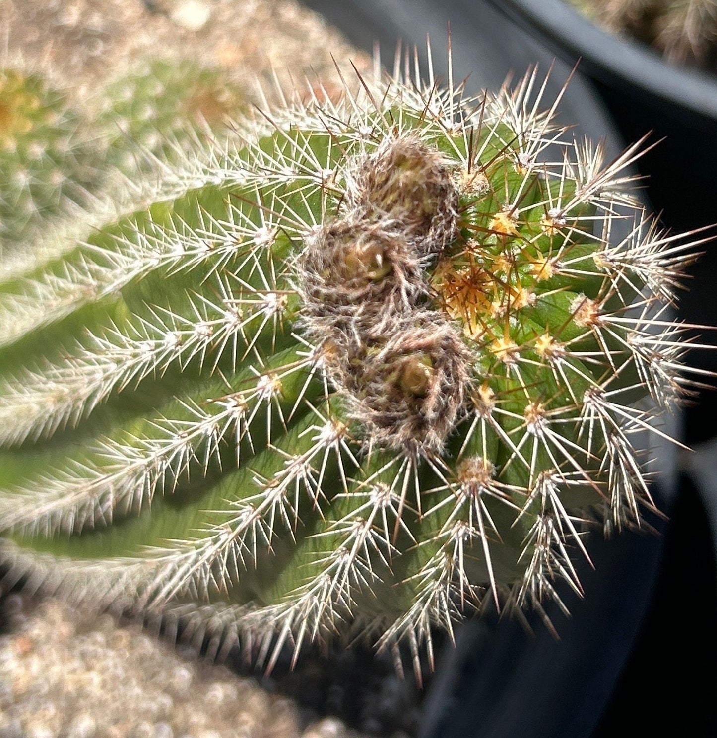 Budding TRICHOCEREUS HYBRID 'FIRE ENGINE RED' Blooming Cactus Plant
