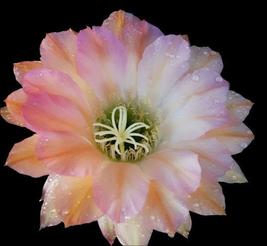 Large TRICHOCEREUS HYBRID MAGIC EYES Plant