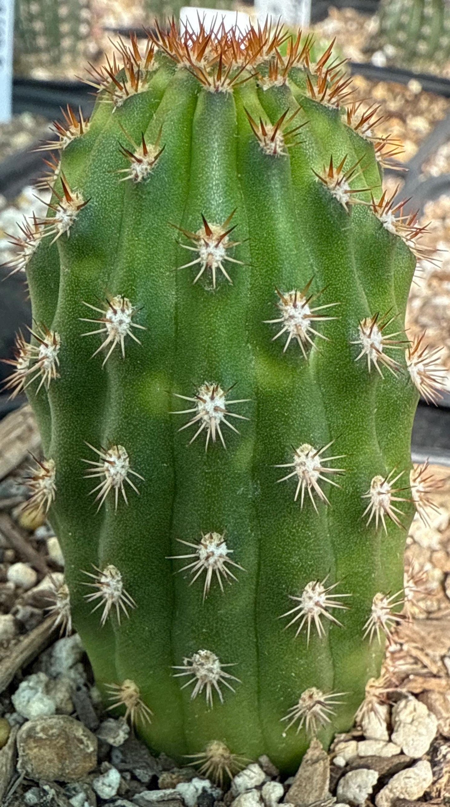 Hildewintera Hybrid 'Evita' — Rare Orange & Salmon-Pink Trailing Blooming Cactus