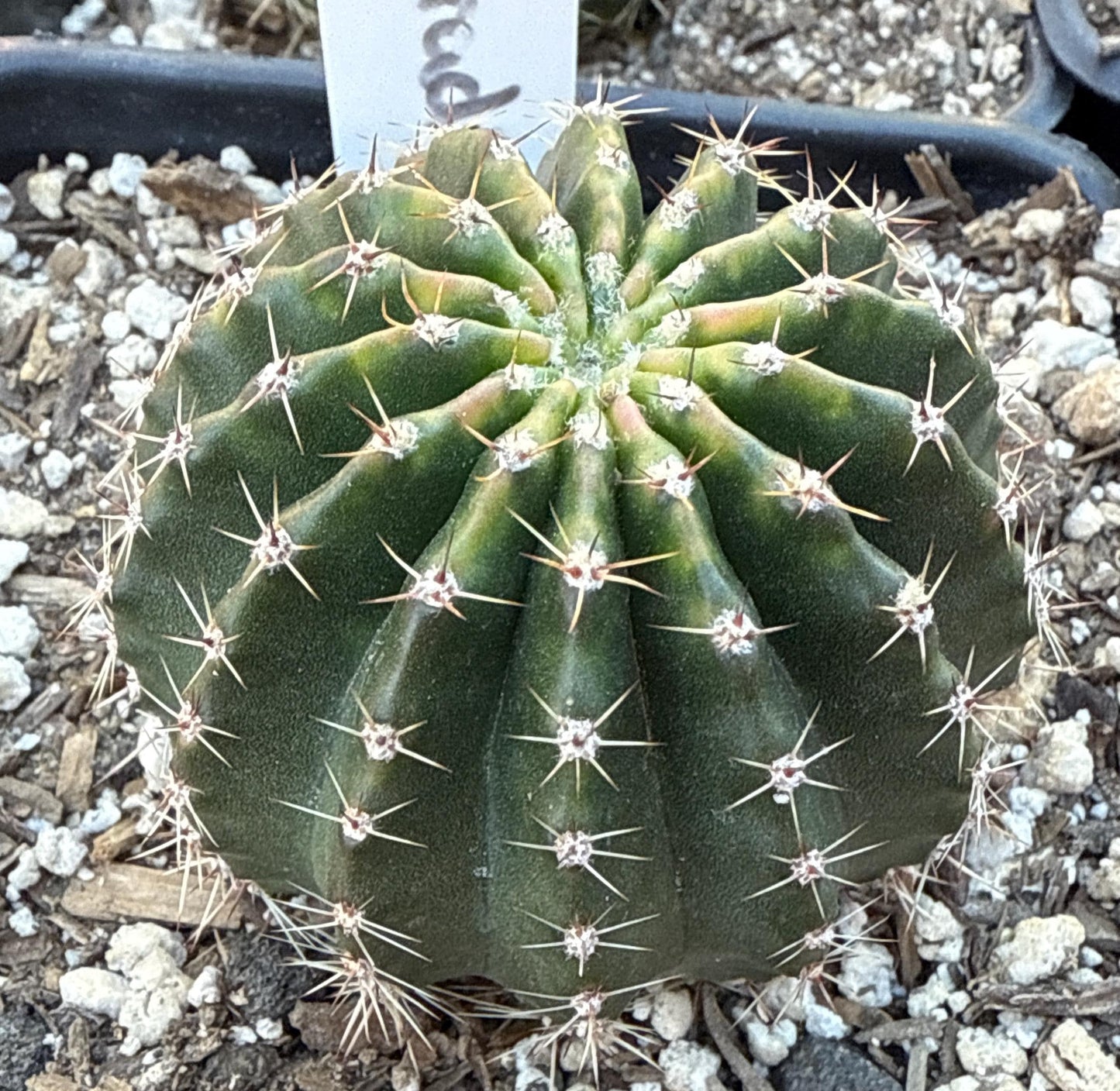 ECHINOPSIS HYBRID 'O PARADISO' Blooming Cactus Plant