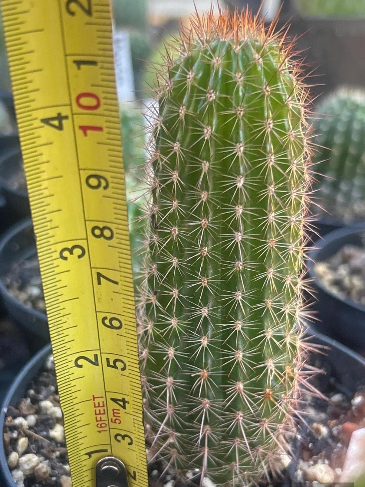 TRICHOCEREUS HYBRID 'WEIN' Blooming Cactus Plant