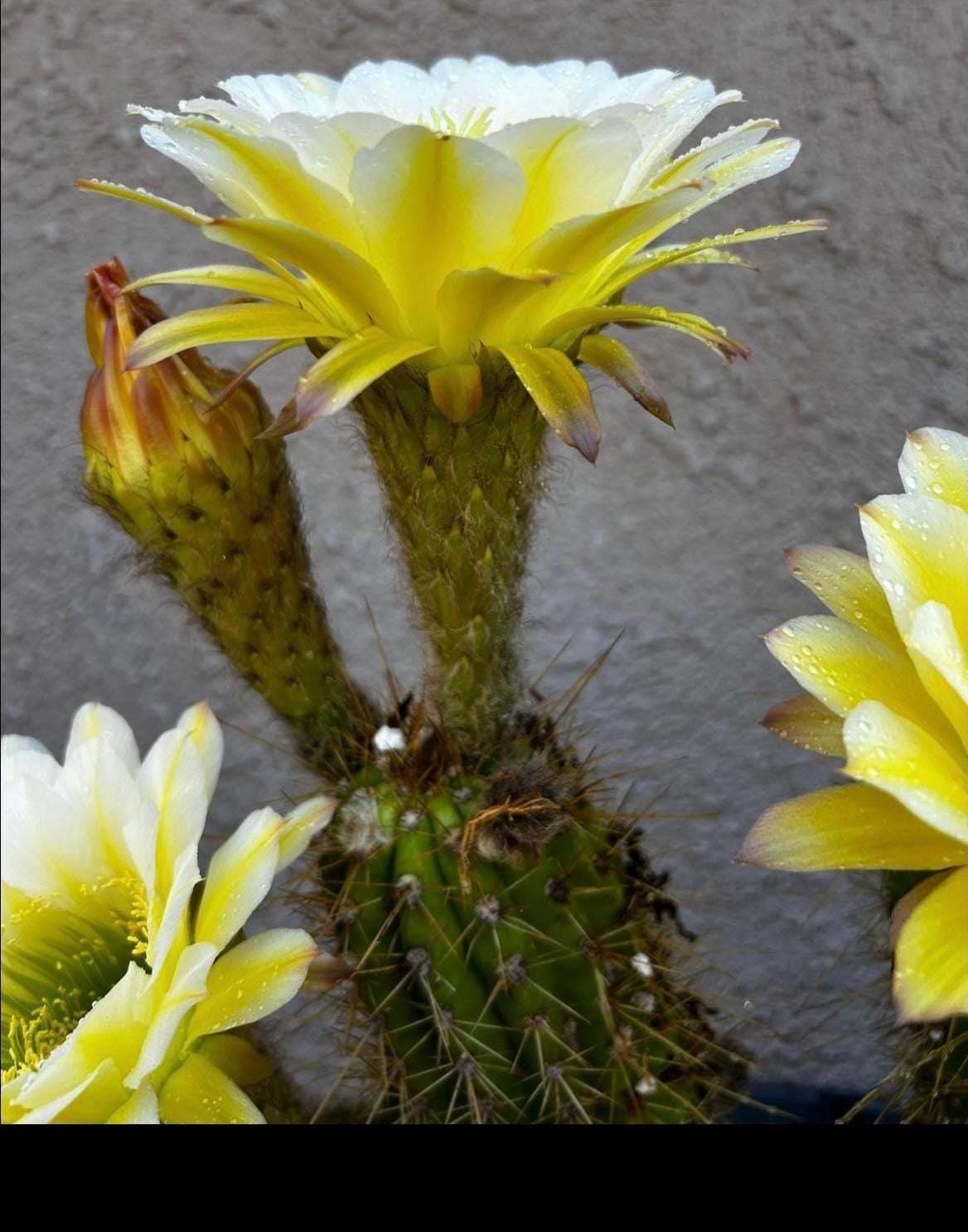 Large TRICHOCEREUS HYBRID 'JUNE NOON' plant