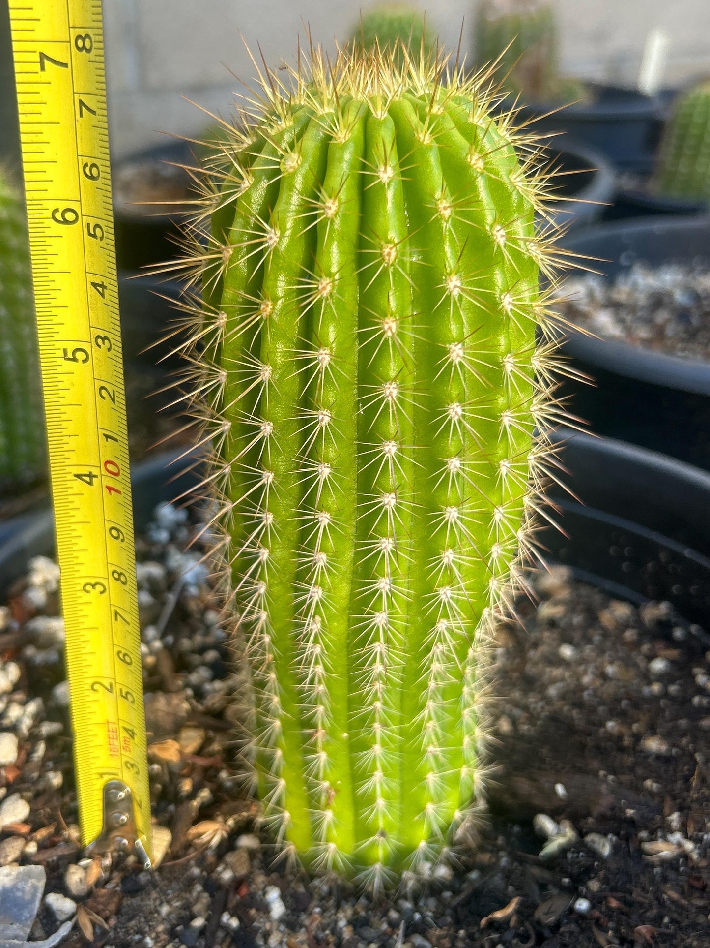 TRICHOCEREUS HYBRID 'FUENTE DE SANGRE' Blooming Cactus Plant
