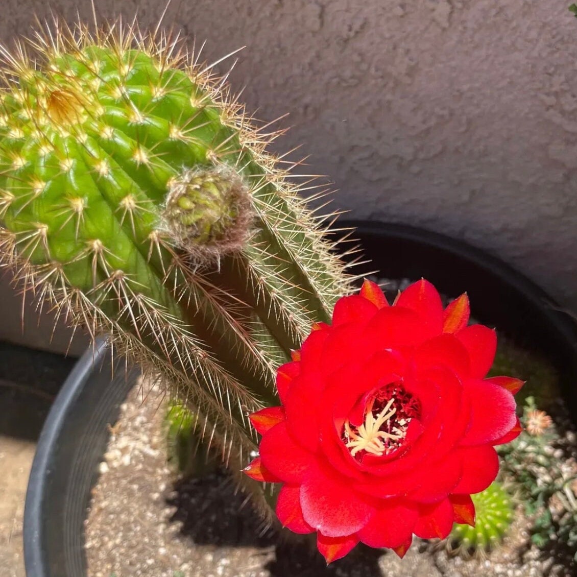 TRICHOCEREUS HYBRID 'FUENTE DE SANGRE' Blooming Cactus Plant