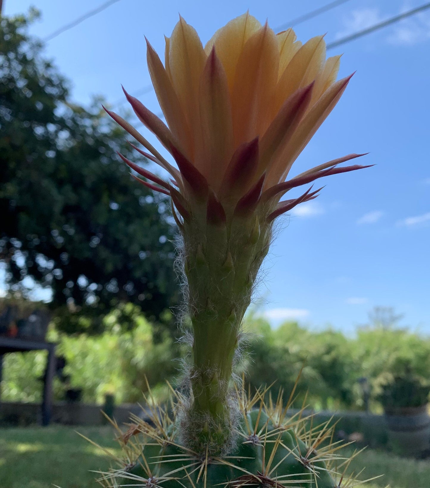 Rare TRICHOCEREUS HYBRID 'MONA LISA' Blooming Cactus Plant