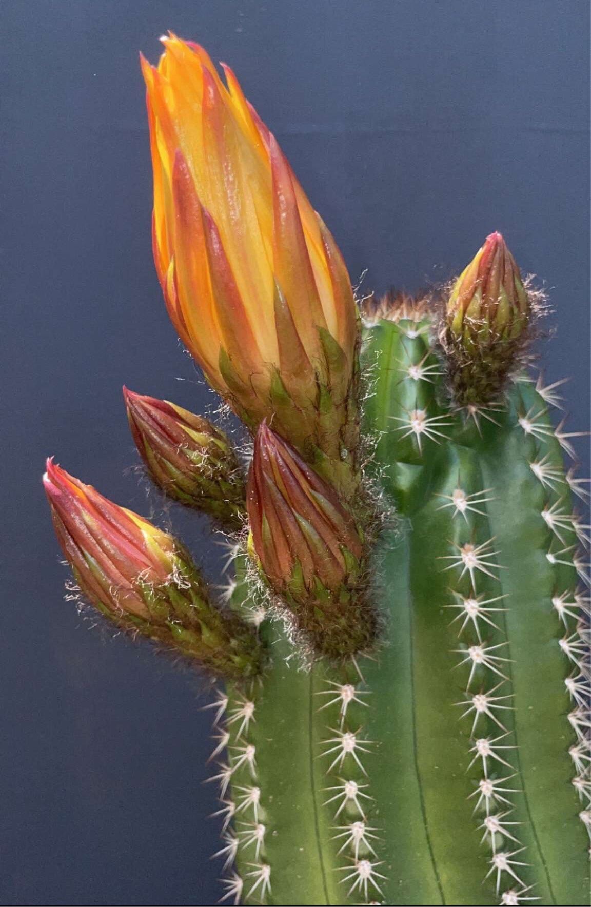 TRICHOCEREUS HYBRID 'SUNFLOWER' Blooming Cactus Plant