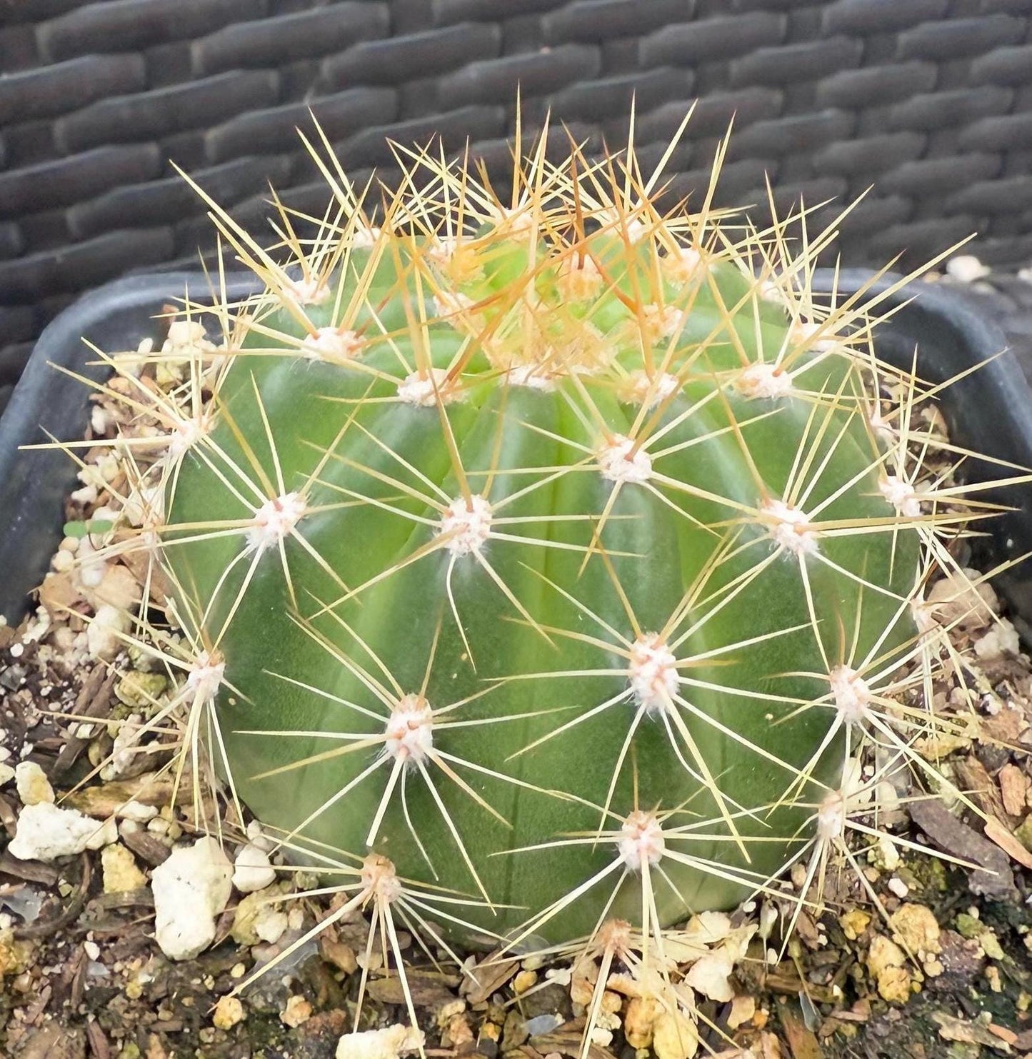 Rare TRICHOCEREUS HYBRID 'GARSERS ERFLOG' Cactus Plant