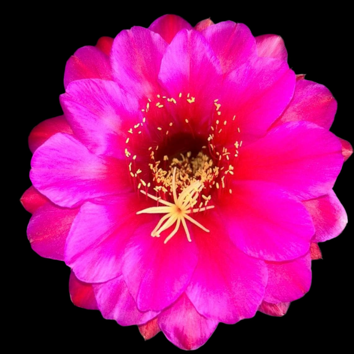 TRICHOCEREUS HYBRID 'GRASERS FREUDE' Blooming Cactus Plant
