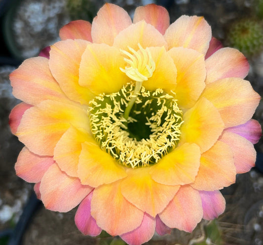 TRICHOCEREUS HYBRID 'APRICOT GLOW' Blooming Cactus Plant