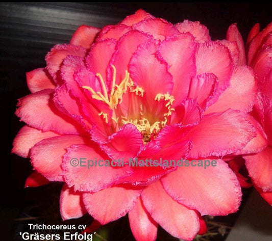 Rare TRICHOCEREUS HYBRID 'GRASERS ERFLOG' Blooming Cactus Plant